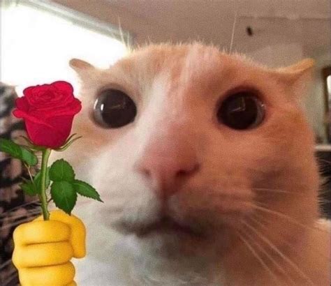 Создать мем "смешные коты, кот с розой мем, котики" - Картинки - Meme ...