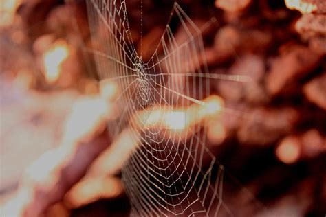 spider trap  loopylozzy  deviantart