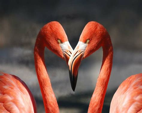 Are Blue Flamingos Real or Not? It's an Interesting Story