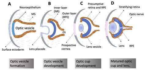 Self-Organization of the Retina during Eye Development, Retinal