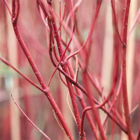 Cornus alba Miracle - Goldcliff Garden Centre