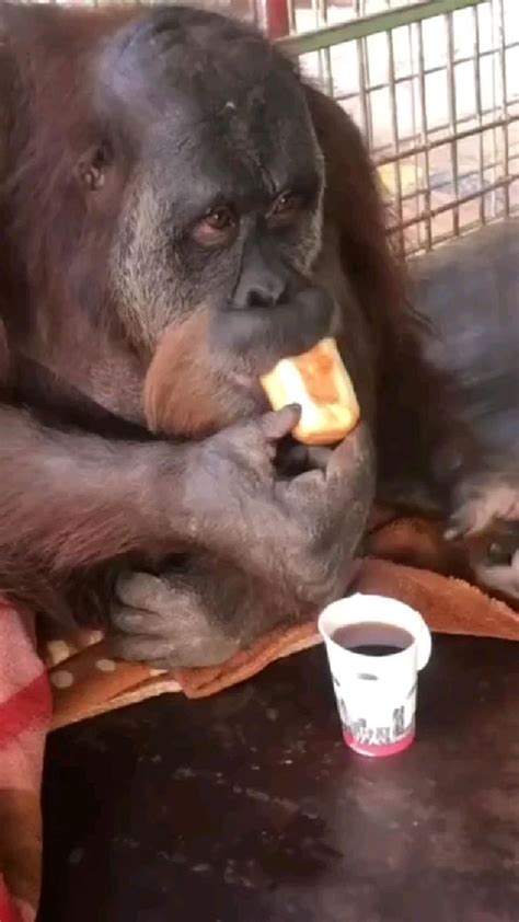 Пин от пользователя DimAR на доске Animals | Питомец, Веселые обезьяны ...