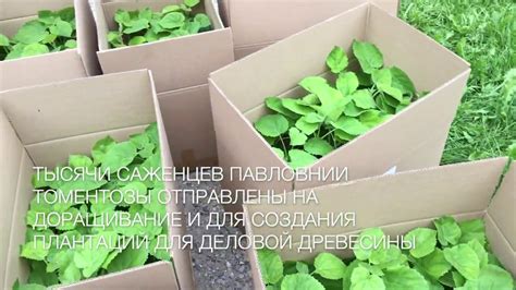 Павловния в Армении. Պավլովնիան Հայաստանում. Paulownia - Armenia. - YouTube