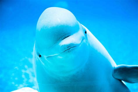 belugas squishy head   special