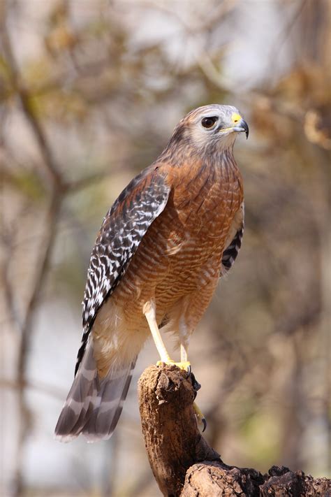 Are Hawks Protected In Kansas at Harry Christison blog
