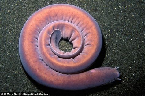 Hagfish - Alchetron, The Free Social Encyclopedia