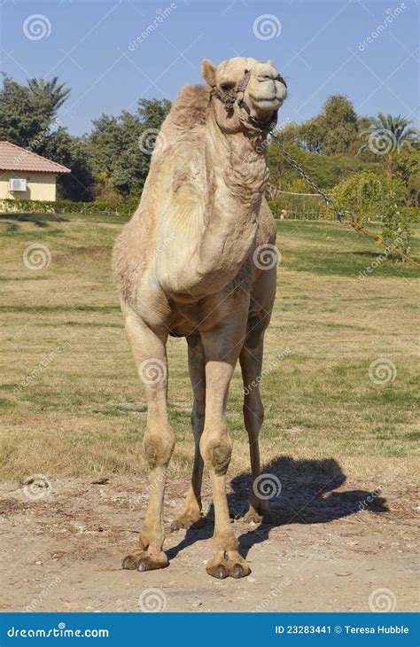 Dromedary Camel Stock Photography | CartoonDealer.com #41070746