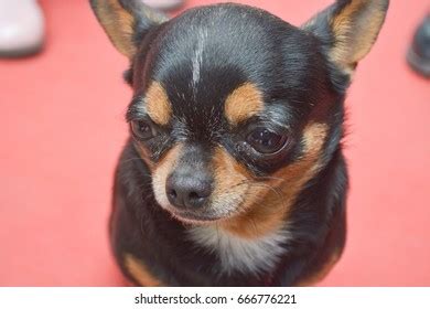 Funny Chihuahua Dog Stock Photo 666776221 | Shutterstock