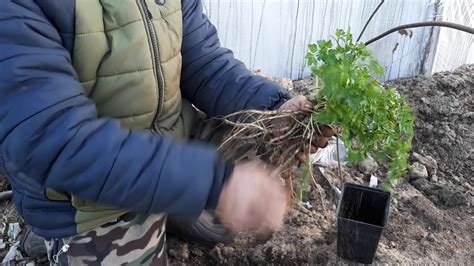 Как вырастить зелень на подоконнике. - YouTube