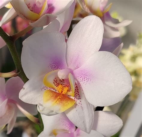Орхидея Phalaenopsis multiflora