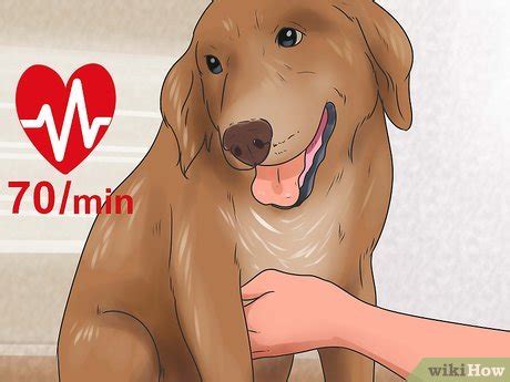 how to know if my dog is poisoned