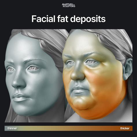 Face Fat Deposits at Tara Brothers blog