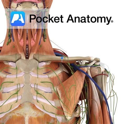 subclavius pocket anatomy