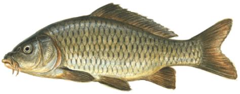 Види коропів - Rivnefish