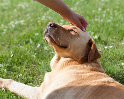 Weicher Stuhlgang beim Hund
