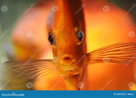 Tropical discus fish stock photo. Image of beauty, stripe - 5401020