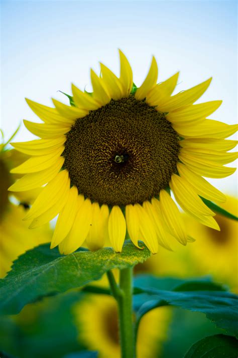 August Ames Photos, Download The BEST Free August Ames Stock Photos