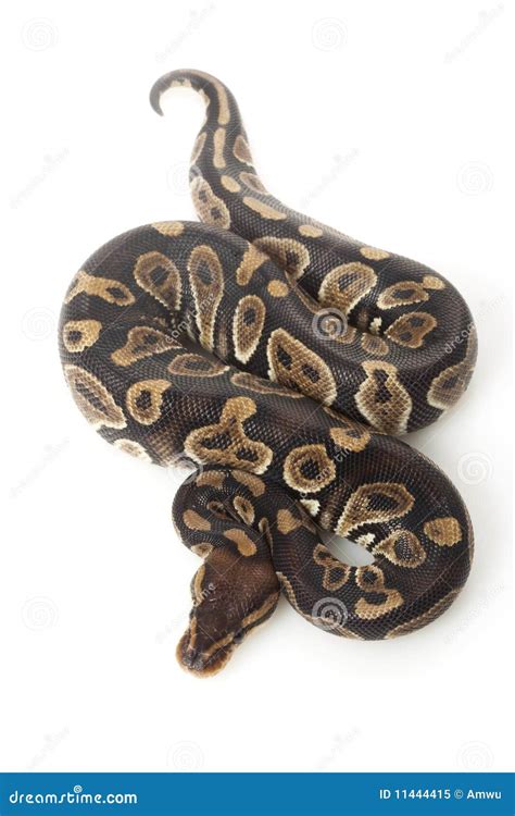 Chocolate ball python stock image. Image of copy, sinister - 11444415