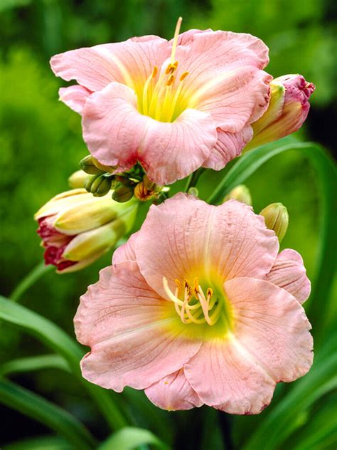 Daylily Soft Secrets - (Hemerocallis) | DutchGrown™