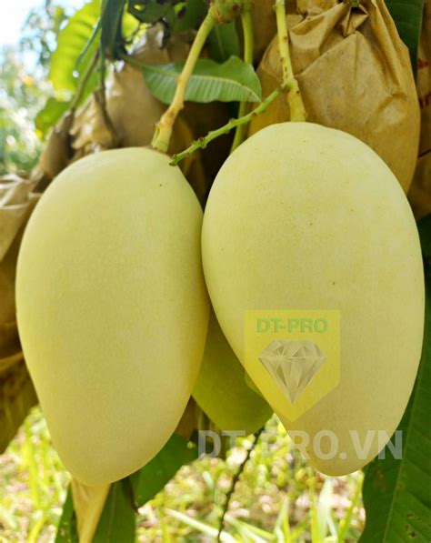 xoai cat chu vang xuat khau