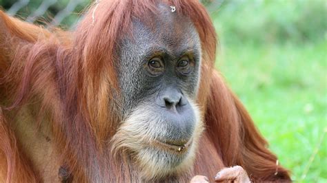 Orang-Utan verstorben – Zoo Berlin