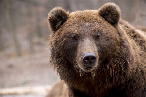 Quanto costerebbe all'uomo l’abbattimento dell’orso in Trentino ...