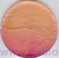104044 Endo agar - Питательная среда - Агар Эндо - Список инструкций ...