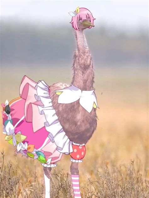 EMU otori | Emu bird, Emus funny, Emu