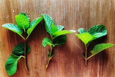 The Incredible Health Benefits of Pudina