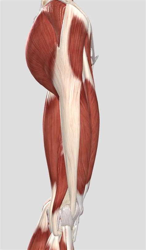 itb syndrome  runners physiostrength physical therapy