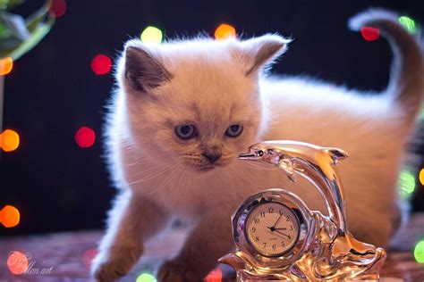 Фотосессия котят