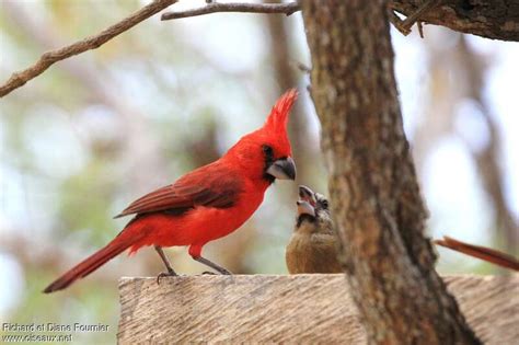 Vermilion Cardinal - Cardinalis phoeniceus