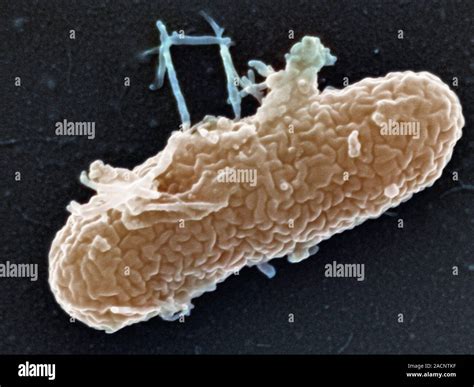 Burkholderia cepacia bacterium. Coloured scanning electron micrograph ...
