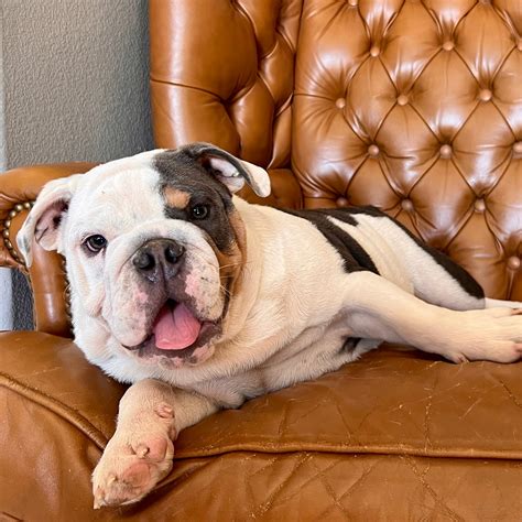 Available Puppies MoreWrinkles Bulldogs Las Vegas, NV