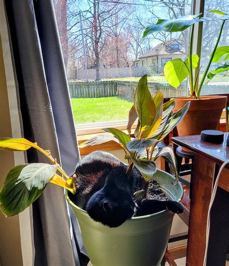 Tiny Satan loves all things : r/houseplants