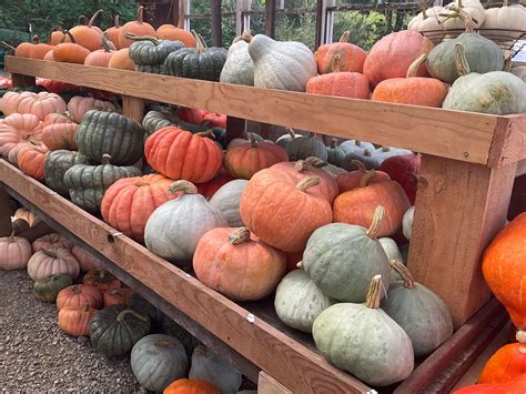 PUMPKIN PATCH — Langley Fine Gardens