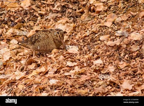 Camouflage bird woodcock. Brown dry leaves and white snow background ...