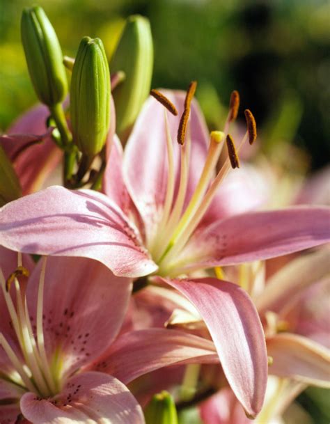 How to Plant and Grow Lily