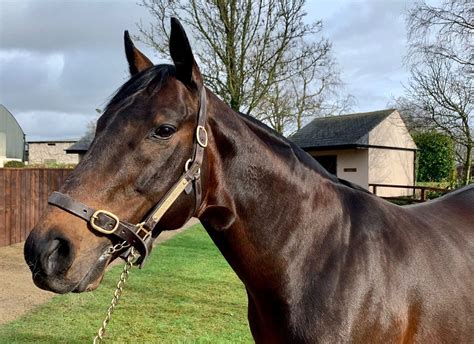 Ballyhane Stalwart Dandy Man Dies at 20