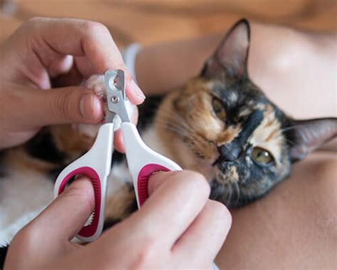 Cat Nail Trimming - Pawfect Spa