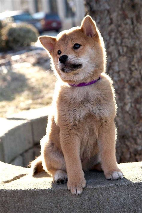 Hachi - A Dog's Tale Movie Review / Buy Dvd (Hachiko: A Dog's Story)