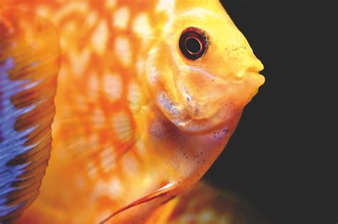 Der, die oder das Fisch? Welcher Artikel?