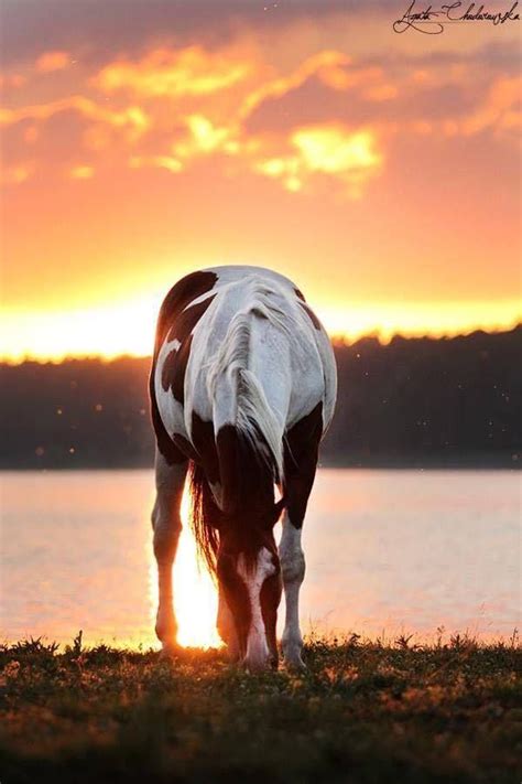 ,, BEAUTIFUL " | Horses, Horse painting, Pretty horses