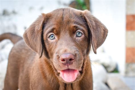 Blue Eyed Puppy Chocolate Lab