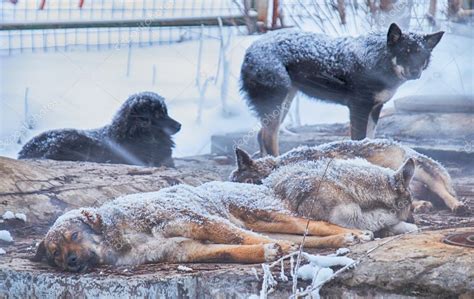 Homeless dogs in winter — Stock Photo © zastavkin #61903783