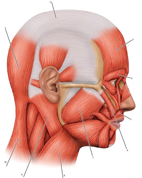 lateral cephalic muscular diagram Diagram | Quizlet