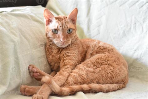 Adorable curly cat Ural Rex sits on the bed and looks with green eyes