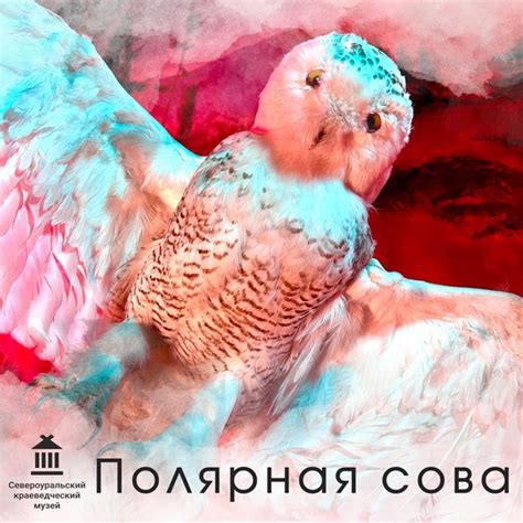 СНЕЖНАЯ БАБУШКА, ГУСИНЫЙ ПАСТУХ ИЛИ СЕДОЙ ФИЛИН Экспонат недели ...