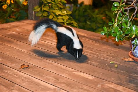 Skunks Spraying