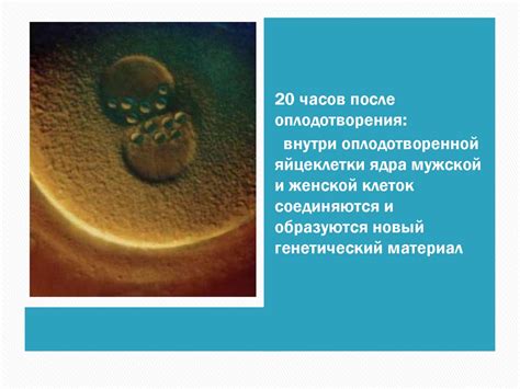 Размножение человека. 8 класс. 1 - презентация онлайн